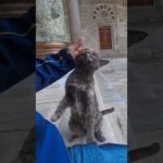 モスクで出会った猫ちゃん、人懐っこくてカワイイ(YouTube)