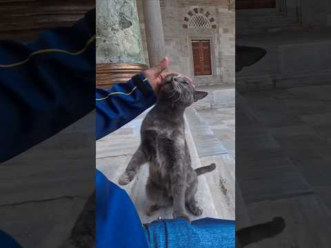 モスクで出会った猫ちゃん、人懐っこくてカワイイ(YouTube)