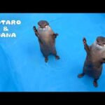 カワウソ達のとある冬の一日　How My Otters Spend a Winter Day(YouTube)