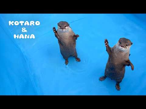 カワウソ達のとある冬の一日　How My Otters Spend a Winter Day(YouTube)