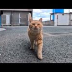 猫島の猫ちゃん、顔を見た瞬間に喜んで頭突きしてくるのが可愛すぎた(YouTube)