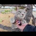 木に登って「マイクをよこせー！」と要求してくる猫(YouTube)