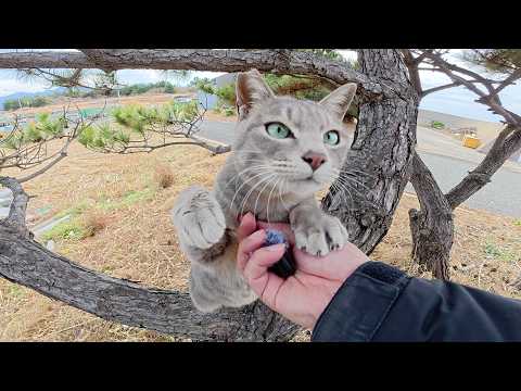 木に登って「マイクをよこせー！」と要求してくる猫(YouTube)
