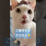 ごはん待ちのチロさん #shorts(YouTube)