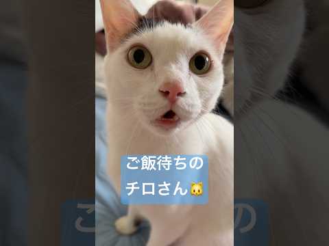 ごはん待ちのチロさん #shorts(YouTube)