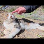 島のはずれでキジシロ猫がお腹を丸出しで爆睡していた(YouTube)