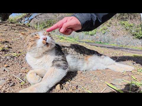 島のはずれでキジシロ猫がお腹を丸出しで爆睡していた(YouTube)