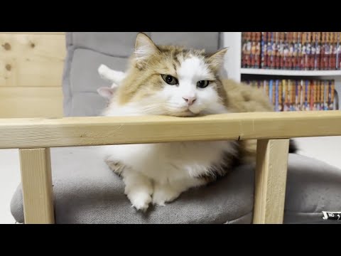 お母さんから「しばらく寝室への入室禁止」を言い渡された猫(YouTube)