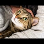 長女の猫ちゃんは頑張る柴犬をサポートしています(YouTube)