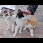 タヌキ猫と遊んでいたら、甘えん坊の猫達が乱入し頭突き対決が始まった(YouTube)