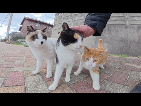 タヌキ猫と遊んでいたら、甘えん坊の猫達が乱入し頭突き対決が始まった(YouTube)