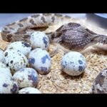 卵を食べる蛇に大量のうずら卵をばら撒く(YouTube)