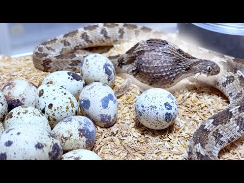 卵を食べる蛇に大量のうずら卵をばら撒く(YouTube)