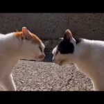 島の猫ちゃん、楽しく海沿いをお散歩…と思ったらライバル猫に絡まれて喧嘩に(YouTube)