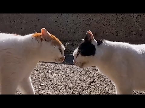 島の猫ちゃん、楽しく海沿いをお散歩…と思ったらライバル猫に絡まれて喧嘩に(YouTube)