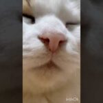 至福の顔(YouTube)