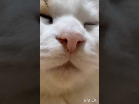 至福の顔(YouTube)