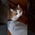 親バカには「おはよ」(YouTube)