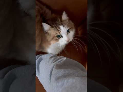 親バカには「おはよ」(YouTube)