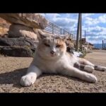 猫島到着!フェリーを降りてすぐに出会った三毛猫ちゃんを撫でると足元に擦り寄ってきてカワイイ(YouTube)