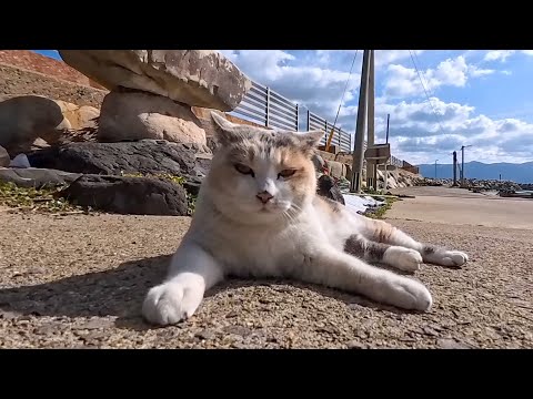 猫島到着!フェリーを降りてすぐに出会った三毛猫ちゃんを撫でると足元に擦り寄ってきてカワイイ(YouTube)