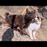 島のカフェから降りる階段で待ち構えてた猫が可愛すぎて悶絶した(YouTube)