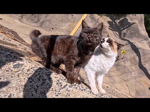 島のカフェから降りる階段で待ち構えてた猫が可愛すぎて悶絶した(YouTube)