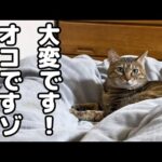 飼い主が猫の名前を間違えて呼んでしまうとこうなりました…(YouTube)