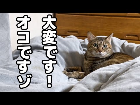 飼い主が猫の名前を間違えて呼んでしまうとこうなりました…(YouTube)