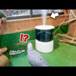 【乾燥対策】最新の加湿器のパワーにビックリするうちのインコが可愛すぎるw【冬準備】(YouTube)