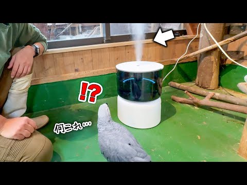 【乾燥対策】最新の加湿器のパワーにビックリするうちのインコが可愛すぎるw【冬準備】(YouTube)