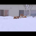 大雪のなかでのアクシデントが思わぬ奇跡を生みました。(YouTube)