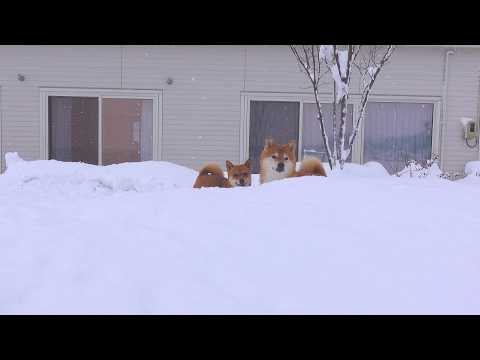 大雪のなかでのアクシデントが思わぬ奇跡を生みました。(YouTube)