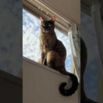 モモちゃんのお外パトロール！ #shorts(YouTube)