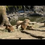 カピバラの赤ちゃんライブ(YouTube)