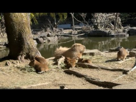 カピバラの赤ちゃんライブ(YouTube)