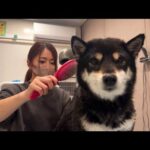 どんな動物もママが洗うと角刈りっぽくなっちゃうのなんで？(YouTube)