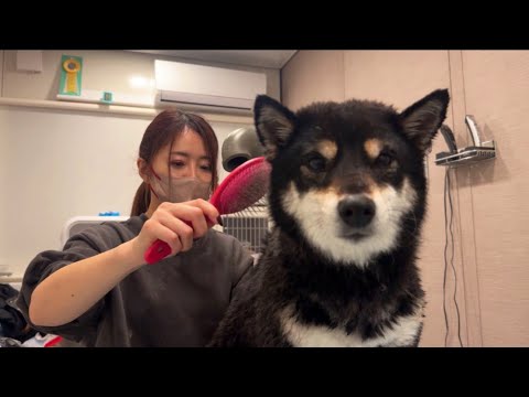 どんな動物もママが洗うと角刈りっぽくなっちゃうのなんで？(YouTube)