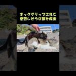 ネックグリップされて息苦しそうな猫を救出 #猫 #ねこ #cat(YouTube)