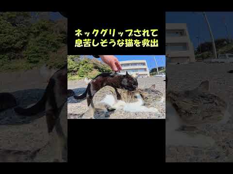 ネックグリップされて息苦しそうな猫を救出 #猫 #ねこ #cat(YouTube)