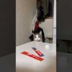 めっちゃかわいい(YouTube)