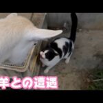 ヤギとの遭遇  そして奈良のジジくんの手術   2026 01 04 1(YouTube)