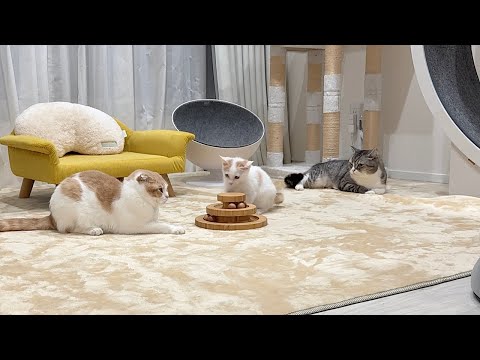 分離不安症の子猫のお留守番を先輩猫にお願いして隠し撮りしたらまさかのこうなってました…(YouTube)