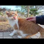茶シロ猫をモフると鼻息を荒げてキャッキャッと喜んでくれた(YouTube)