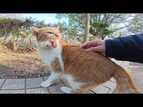 茶シロ猫をモフると鼻息を荒げてキャッキャッと喜んでくれた(YouTube)