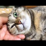 お喋り好きな猫はどんなに不機嫌になっても飼い主に呼ばれるとこうなります(YouTube)