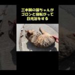 三本脚の猫ちゃんがゴロンと寝転がって日光浴をする #猫 #ねこ #cat(YouTube)