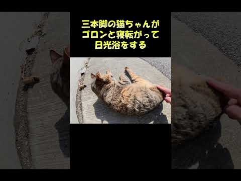 三本脚の猫ちゃんがゴロンと寝転がって日光浴をする #猫 #ねこ #cat(YouTube)