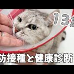 13歳のハムとマロの健康診断の検査結果！(YouTube)