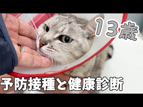 13歳のハムとマロの健康診断の検査結果！(YouTube)